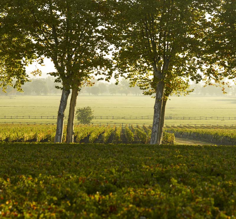 Margaux Vineyard
