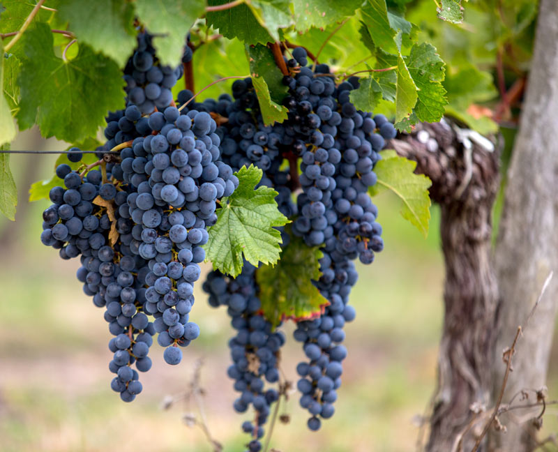 Merlot Grape
